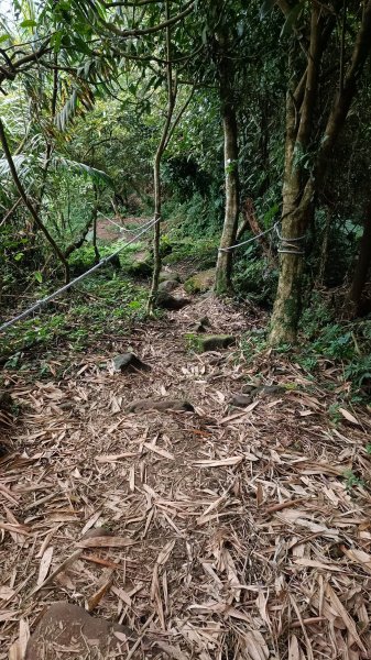 百大步道：竹子尖山縱走獵鷹尖1881447