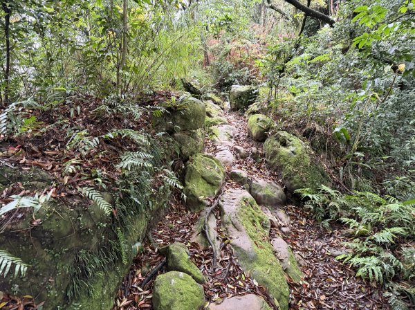 [微笑山線_第三段] 2026_0328 鳶山山系_鳶山彩壁3025693