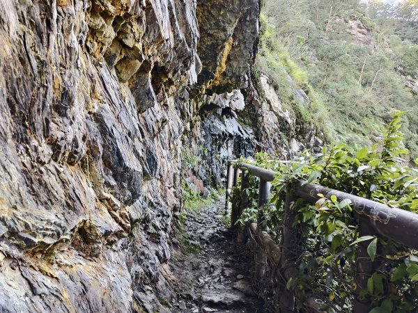 [玉山尋寶任務-07/12] 2025_0824 八通關雲龍瀑布步道2870681