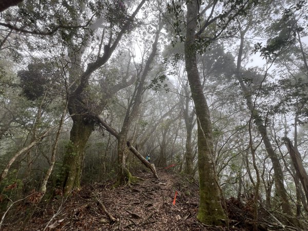 ~  塔  曼  山  ~2782775