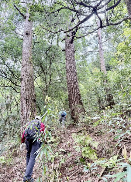 奧萬大登合流點山順撿楓樹林山.獅子頭    2025.3.112734144