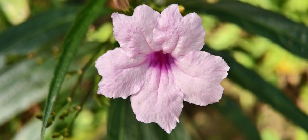 2025/10/26_馬胎古道2925724