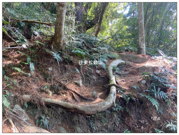 東松鶴山～八仙山 (台中 和平)2940424