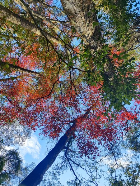 霞喀羅古道全線解鎖（石鹿到養老）2961018