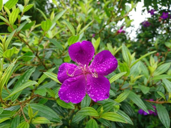 貓空樟樹步道 2017.05.21139503