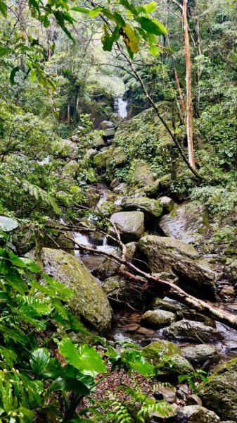 卡保石壁一葉蘭（耘夢谷上逐鹿山下O走）2809530