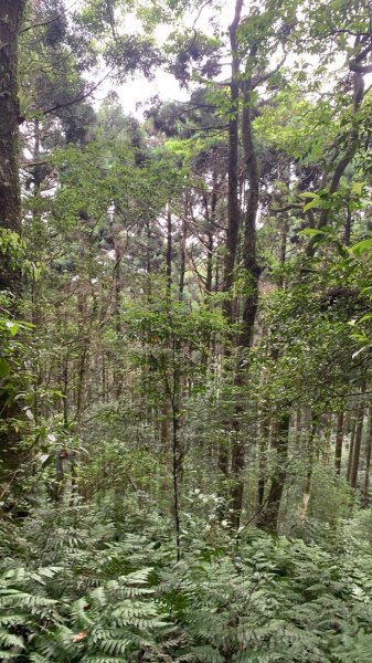 桃園東眼山2803728