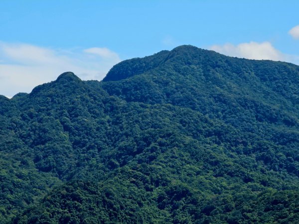 (天上山系)望月亭桐花-2025微笑山線大縱走尋寶集章任務