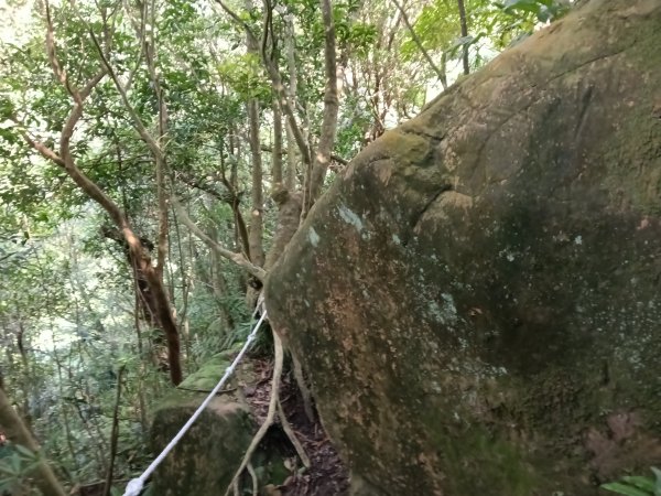 瑞芳區驚險驚嚇+短暫迷途的半屏大瀑布(瀑布稜)+小錐麓古道2886056