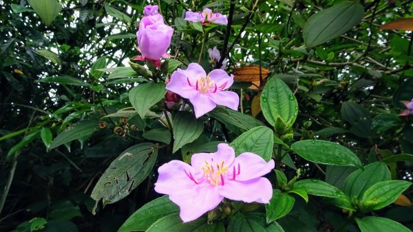 汐止八連路1716764