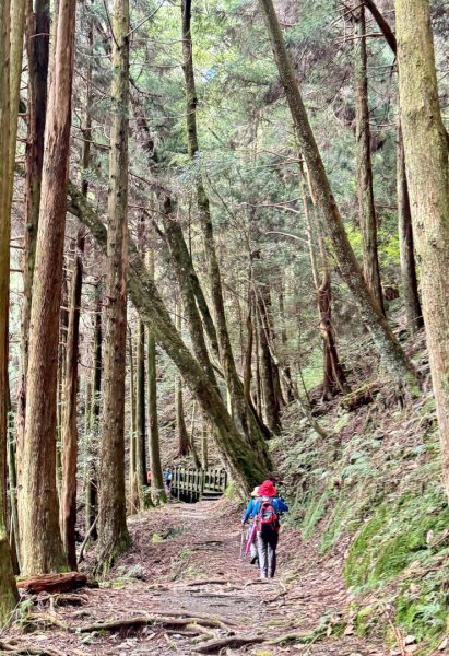 觀霧-檜山巨木群步道2925734