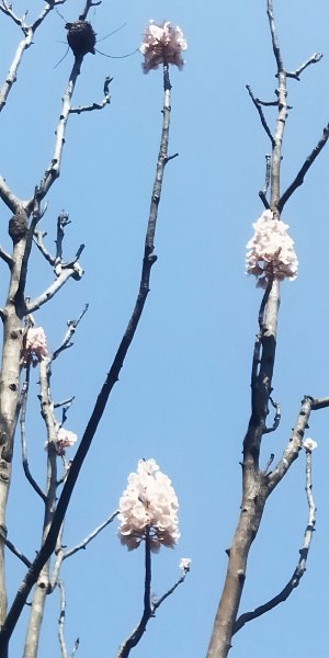 基隆國家新城樂利山，國寶鐘萼木開花惹1281570