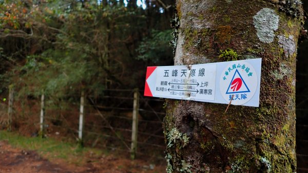 尋幽訪古遊走千年巨木和幻霧美森的樂山林道2882351