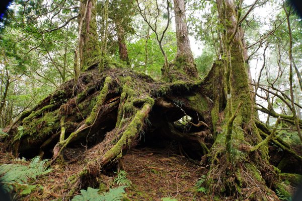 宜蘭 大同 見晴山2890635