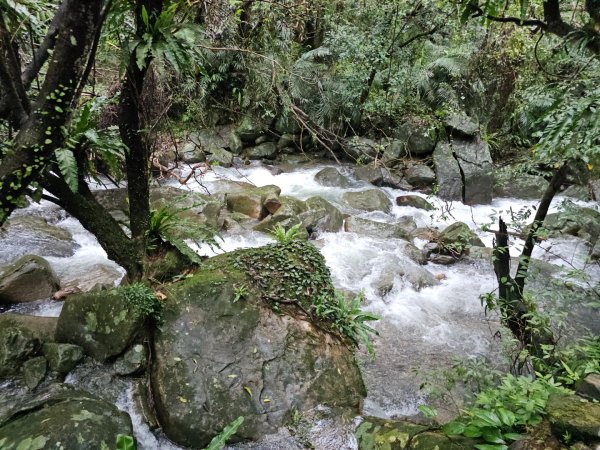 草嶺古道 - 2024草嶺古道芒花季2650866