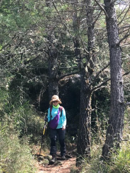 無敵展望高山杜鵑增色的東埔山560661