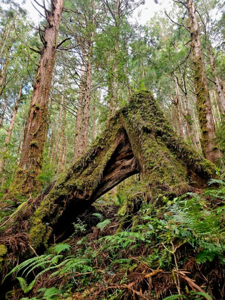 三星山-小百岳#85-宜蘭縣大同鄉2827522