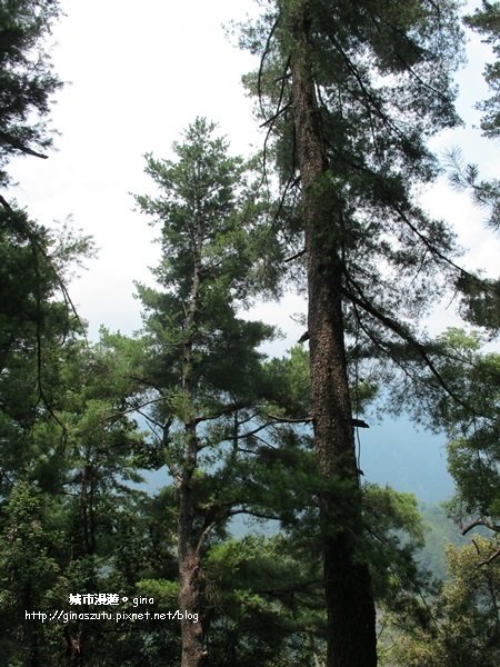 【台中。和平】 與大自然深呼吸。八仙山國家森林遊樂區步道群1427337