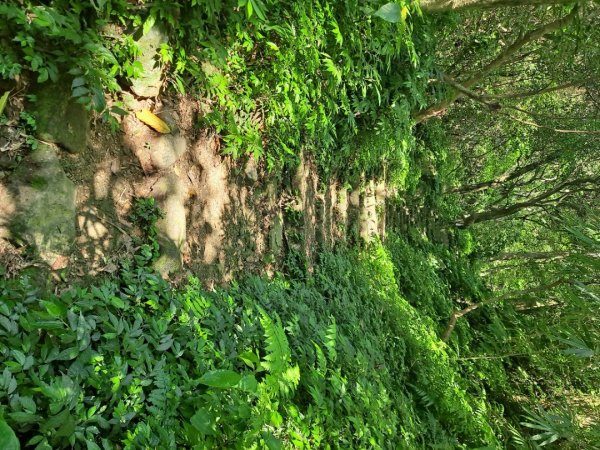 20230911淡蘭古道中段：五分山步道-暖東舊道2446828