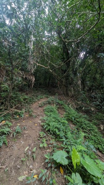 113.06.16白沙丘山-舊草嶺隧道-隆嶺古道之旅2530548