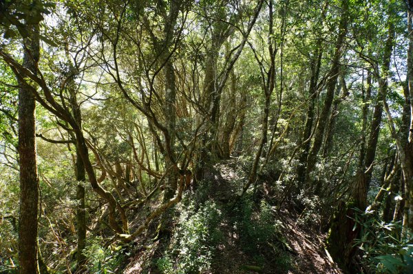 新竹 尖石 芝生毛臺山、虎禮山2903162