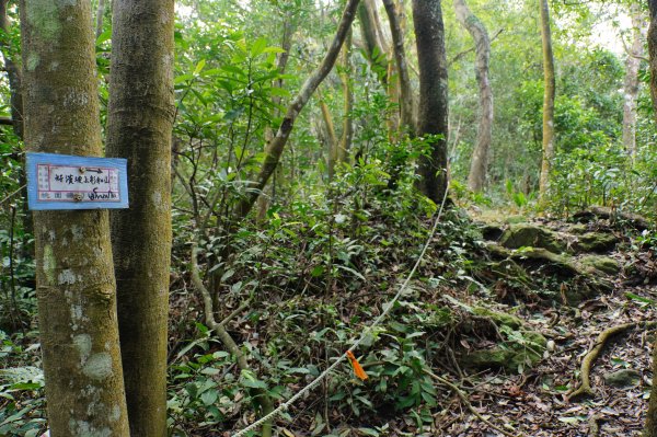 新竹 關西 福大山、彩和山、高甫山2988288