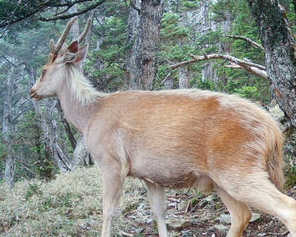 誰在深夜的玉山園區漫步?揭開國家公園生物多樣性的神秘面紗