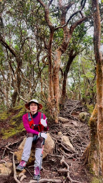 🌈12/28（日）北得拉曼神木+內鳥嘴山✨FB：熊熊趴爬走🌈2971293