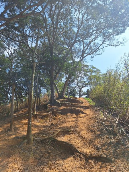 造橋口山古道202503122734390