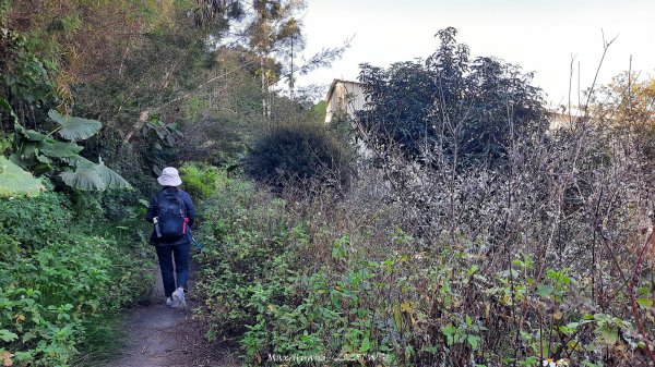 《台中》落雨松季｜石岡挑物古道O繞下情人木橋202501122687612