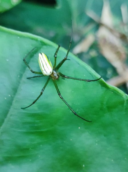 新嶺山步道-大湖頂山-大棟山-鶯歌大榕樹-福源山步道2990677