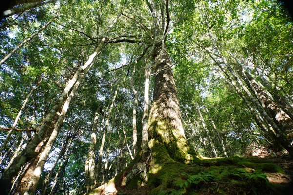 新竹 尖石 屯野生台山、石麻達山、錦屏山2904265