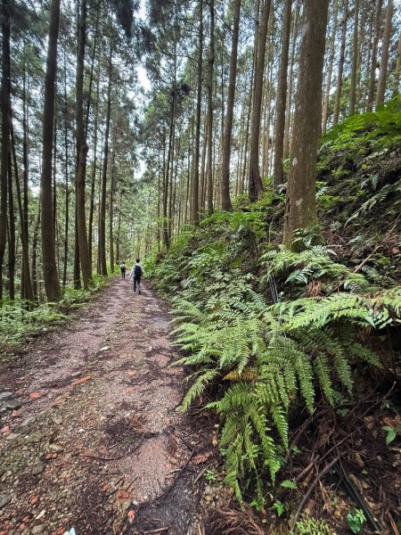鵝公髻山-迷霧森林2768513