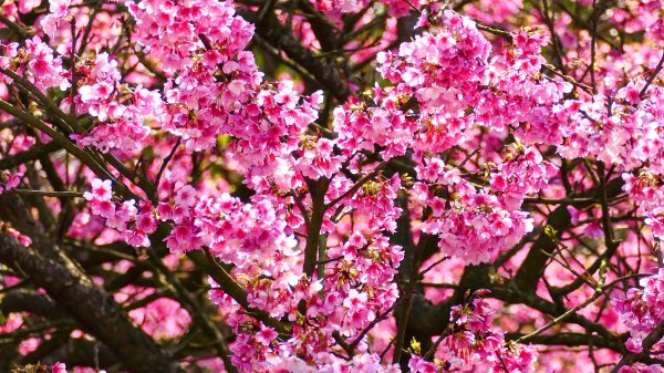 《蝶戀花·天元宮櫻吹雪》2707096