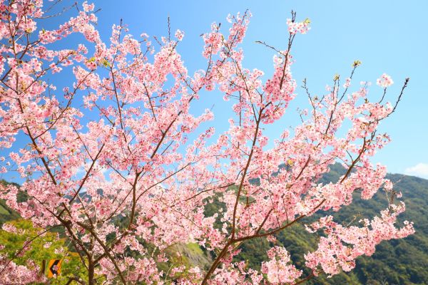 拉拉山的櫻花286502