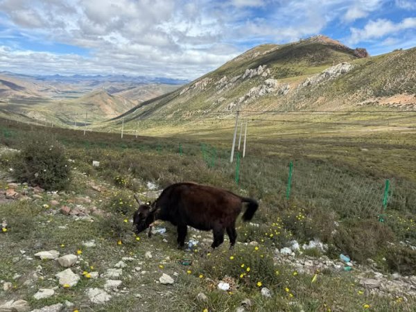 西藏♥️可愛動物🐎人物寫真/拉薩旅拍/美食2911673