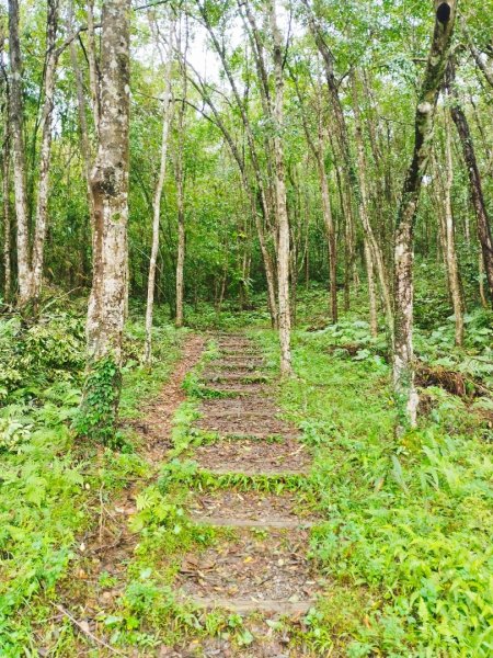 拳頭姆自然步道2650123