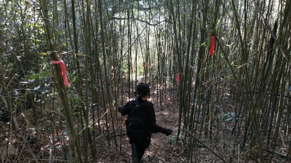 ✅興福寮新稜山徑/下稜竹林山徑至橫斷東線叉 (總計3段陡坡架繩.更新路條149.下稜修徑完成)2382461