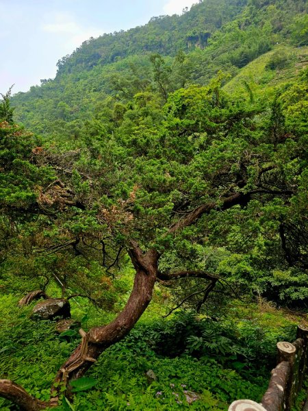 2025年臺北大縱走第七段：世界山莊至飛龍步道政大後山2757375