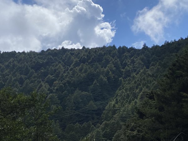 52大小雪山森林步道11310133093065