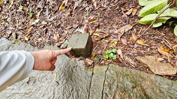 20260302忠義山.小坪頂山.貴子坑山大O走3009803