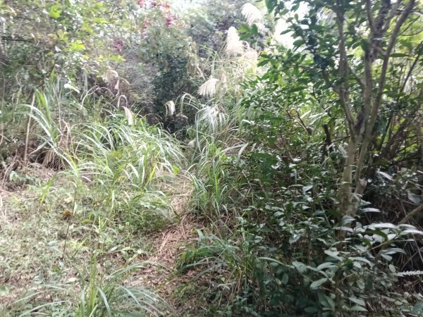 北投區大屯山西南南峰+西南峰+大屯山西峰+太子碑+清天宮步道O型2957143