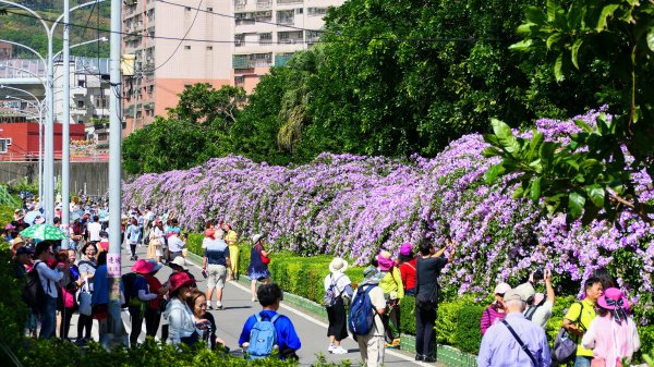 泰山蒜香藤,中港大排2642731