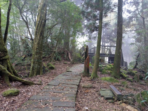 金柑樹山(小百岳#54)：留龍頭進、溪頭出1504897