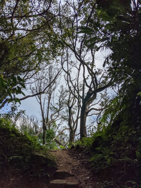 樹林到鶯歌(大同山青龍嶺大棟山鶯歌石)1083848