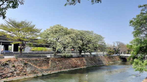 《台中》苦楝樹王｜潮洋溪惠來溪步道生態之旅202303-042124101