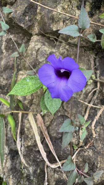 20251025 小百岳竹子尖山及刣牛湖山2925011