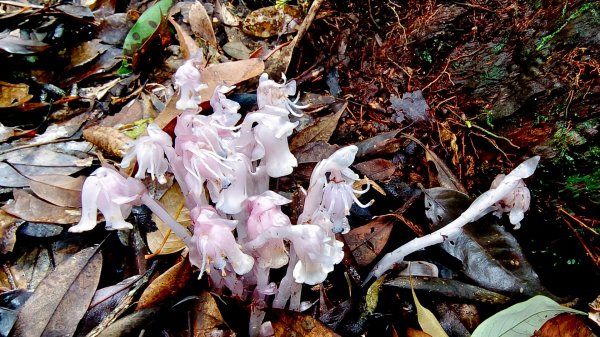 粉紅水晶蘭(長壽山~醜崠山下切出林道24.5k)封面