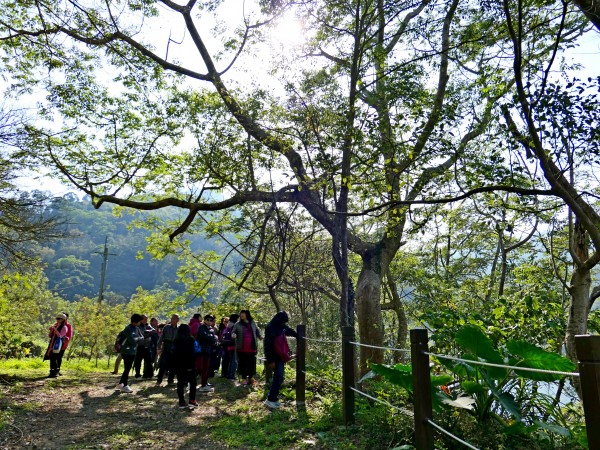 南投中寮劉家梅園、九份二山賞梅趣    2018/01/13251584