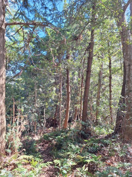 泰安麻必浩林道南坑山O型202502282724671